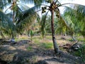 Coconut Plantation in Cabang Ruan Royalty Free Stock Photo