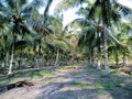 Coconut Plantation in Cabang Ruan Royalty Free Stock Photo