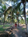 Coconut Plantation in Cabang Ruan Royalty Free Stock Photo