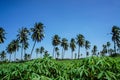 Coconut plantation and cassava farm Royalty Free Stock Photo