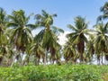 Coconut plantation in Chonburi, Thailand Royalty Free Stock Photo