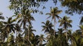 Coconut Plantation with blue sky in summertime Royalty Free Stock Photo