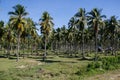 Coconut plantation, Coron, Busuanga island, Palawan province, Philippines Royalty Free Stock Photo