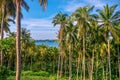 A coconut plantation in the Philippines. Royalty Free Stock Photo