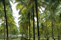 Coconut plantation