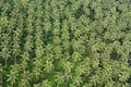 Coconut plantation in Papua New Guinea Royalty Free Stock Photo