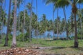 Coconut plantation and stack shell of the coconut with blue sky Royalty Free Stock Photo