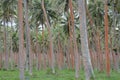 Coconut plantation Royalty Free Stock Photo