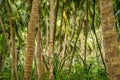 Coconut plant, palm tree Royalty Free Stock Photo