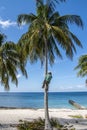 Coconut picker in palm tree