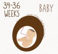 Coconut. pregnancy development, size of embryo for weeks. compare with vegetables. Human fetus inside the womb 7-8 months Royalty Free Stock Photo