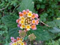 Flowers branch wild plant jungle