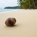 A coconut rests on a sandy beach, bordered by rows of palm trees (Arecaceae), with Royalty Free Stock Photo