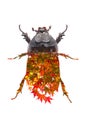 A Coconut rhinoceros beetle blend with momiji leaves Royalty Free Stock Photo