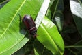 Coconut rhinoceros beetle crawling on green leaves closeup and find hiding.