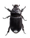 Coconut rhinoceros beetle Royalty Free Stock Photo