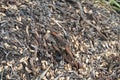 Coconut root and seeds on the ground Royalty Free Stock Photo