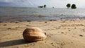 coconut on the sand by the beach