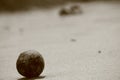 Coconut on a sandy beach with blurred background