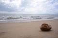 A coconut on a sandy beach at Cairns Australia Royalty Free Stock Photo