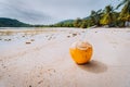 Coconut at sandy sunny beach on Mahe Island, Seychelles Royalty Free Stock Photo