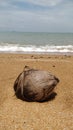 Coconut and Scenery of Pantai Pengkalan Balak Melaka