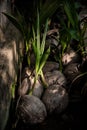 Coconut seed grow up Royalty Free Stock Photo