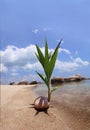 Coconut Seedling Royalty Free Stock Photo