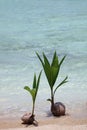 Coconut Seedling Royalty Free Stock Photo