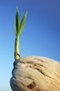 Coconut Seedling 2 Royalty Free Stock Photo