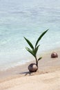 Coconut Seedling Royalty Free Stock Photo