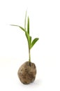Coconut seedling Royalty Free Stock Photo