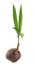 Coconut seedling Royalty Free Stock Photo