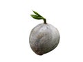 coconut seedling isolated on white background Royalty Free Stock Photo