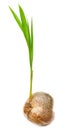 Coconut seedling Royalty Free Stock Photo