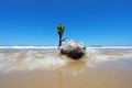 Coconut Seedling On The Shore