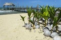 Coconut seedlings on a beach Royalty Free Stock Photo