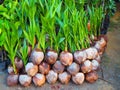 Coconut seedlings Royalty Free Stock Photo