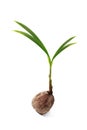 Coconut seedlings Royalty Free Stock Photo