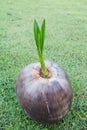 Coconut seedlings Royalty Free Stock Photo