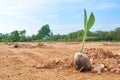 Coconut seedlings The leaves are sprouting. Ready for planting b Royalty Free Stock Photo