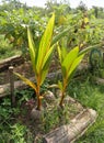 Coconut seedlings organic farm Royalty Free Stock Photo