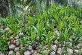 Coconut seedlings. Royalty Free Stock Photo