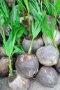 Coconut seedlings ready for planting Royalty Free Stock Photo