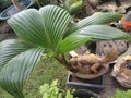 Coconut seeds in pots decorated with carving squirrels