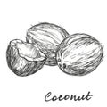 Coconut set hand drawn vector illustration sketch