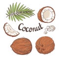 Coconut set - the whole nut, leaves, a coco segment and pulp of a coco.