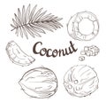Coconut set - the whole nut, leaves, a coco segment and pulp of a coco.