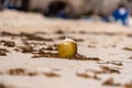 Coconut with the severed top on the sandy beach