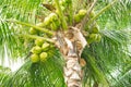Coconut sheath, tree trunk bark, cluster of young fruit green coconuts hanging on tree top, lush green foliage branch at tropical